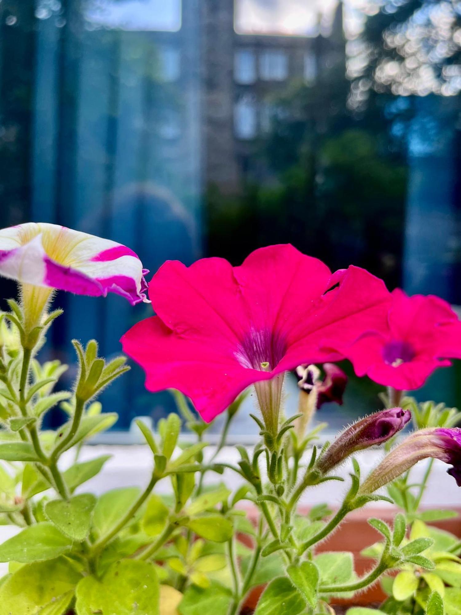 דירות אדינבורו Garden Flat מראה חיצוני תמונה